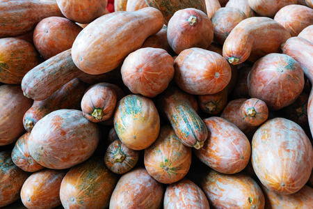 Happy Thanksgiving - pumpkinの写真素材