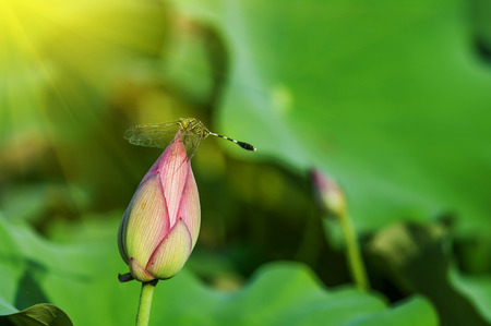 lotus flower blossomの写真素材