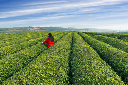 Green tea bud and leaves. Tea plantationsの写真素材