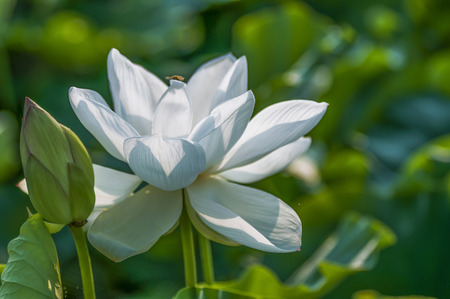 lotus flower blossomの写真素材