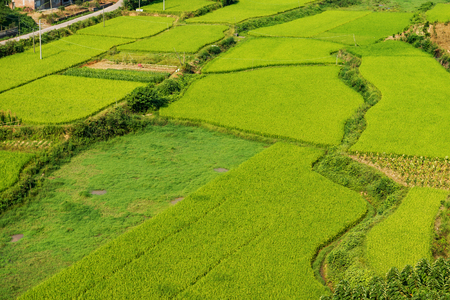 rice fieldの写真素材