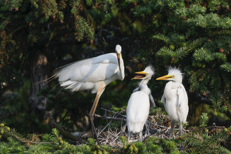 Great Egretの写真素材