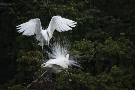 Great White Egret in mating colors and displaying to attract mate.の写真素材