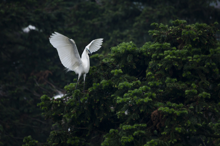 Great White Egret in mating colors and displaying to attract mate.の写真素材