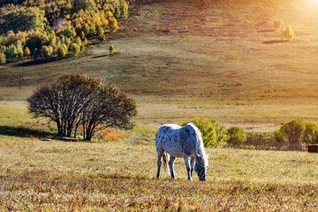Bashang of Inner Mongolia horse farm horsesの写真素材