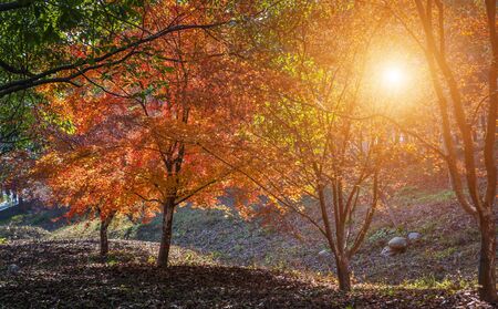 Autumn forest with trees and yellow leaves with bright sunの写真素材