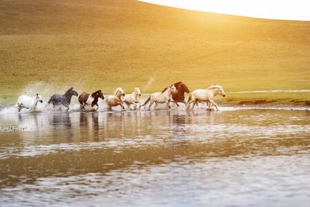 Bashang of Inner Mongolia horse farm horsesの写真素材