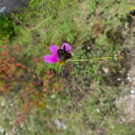 Beautiful pink cosmos flower blooming in the garden with blurred background.の写真素材