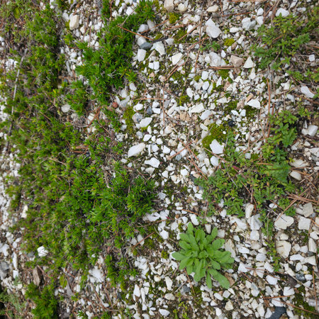 Green moss growing on the stone wall. Natural background and texture.の写真素材