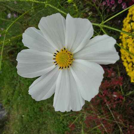 Cosmos flower in the garden. White cosmos flower with yellow pollen.の写真素材