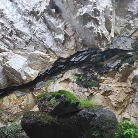 Rocky cliff with moss and lichen, close-up.の写真素材