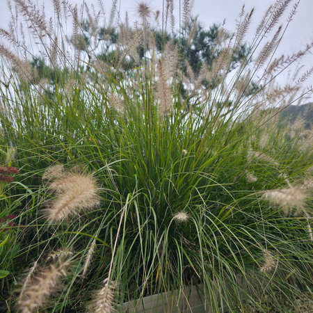 Japanese pampas grass in the garden with natural background, Thailand.の写真素材
