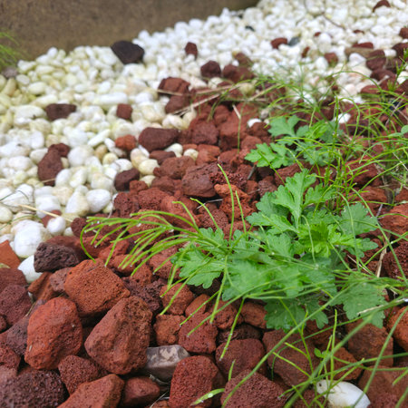Parsley plant in the garden with stones and pebblesの写真素材