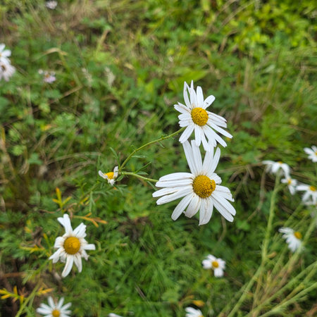White daisies on a green meadow. Chamomile field.の写真素材