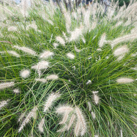 Grass flower in the garden with nature background, soft focus.の写真素材