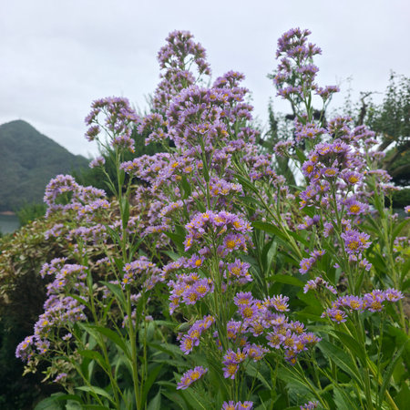 purple flowers in the garden on the background of mountains and cloudsの写真素材