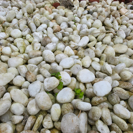 White pebbles on the ground with small green plant in the middleの写真素材