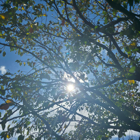 Sun shining through the branches of a tree on a sunny day.の写真素材