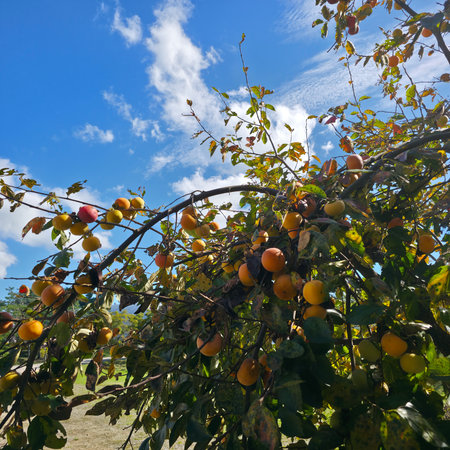 Persimmon tree with ripe fruits on a background of blue skyの写真素材