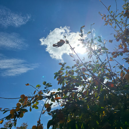 sunlight through the branches of a tree in the garden in autumnの写真素材