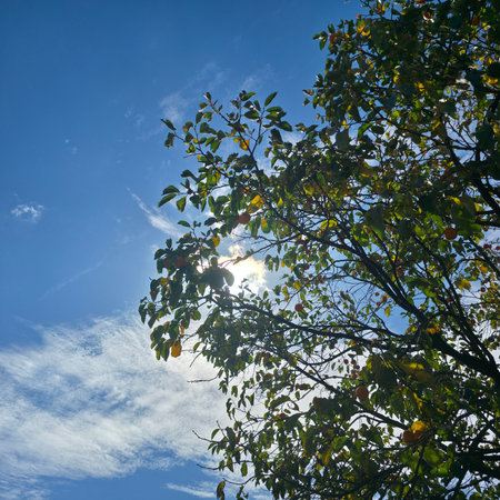 Tree branches and leaves against the blue sky with sun rays. Natural background.の写真素材