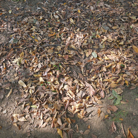 Dry leaves on the ground in the park. Autumn background.の写真素材
