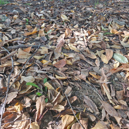 Dry leaves on the ground in the park. Autumn background.の写真素材