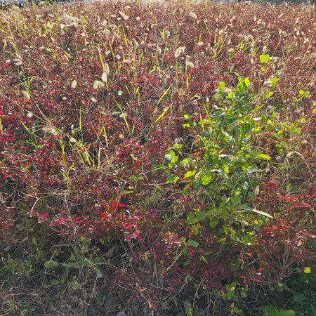 Autumnal meadow with red and yellow leaves. Fall season.の写真素材
