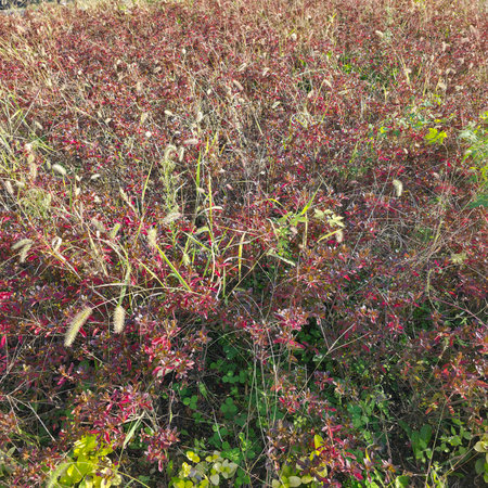 Close-up of bushes with red leaves in the autumn forest.の写真素材