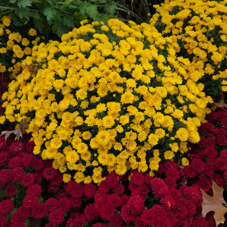 Colorful autumn chrysanthemum flowers in the garden.の写真素材