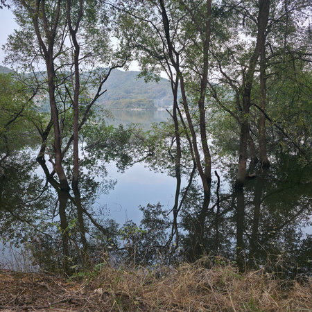 Landscape view of the lake and the trees in the forest.の写真素材