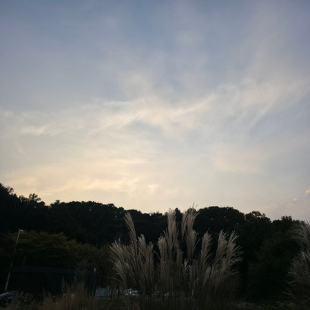 Japanese pampas grass in the evening with a beautiful sky.の写真素材