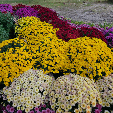 Colorful chrysanthemum flowers in the flowerbed.の写真素材