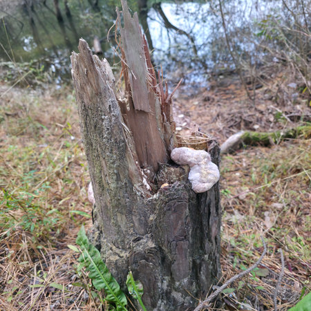 Toadstool growing on a dead tree in the forest.の写真素材