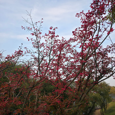 Red leaves of a tree in a park in the autumn season.の写真素材