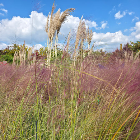 Autumn landscape with tall grasses and blue sky with white cloudsの写真素材