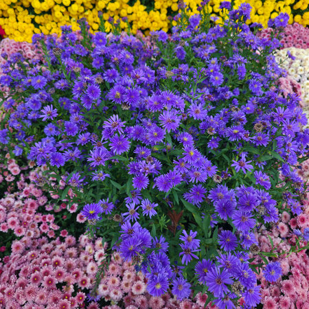 Flowerbed with a variety of colorful chrysanthemumsの写真素材