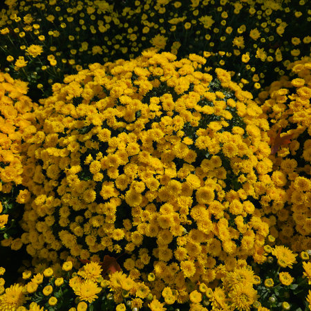 Yellow chrysanthemum flowers in the garden at Thailand.の写真素材