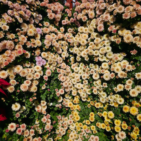 Colorful chrysanthemum flowers in full bloom in a gardenの写真素材