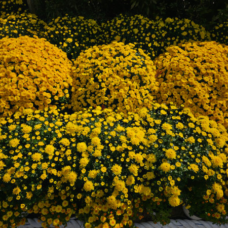 Yellow chrysanthemum flowers in the garden, Thailand.の写真素材