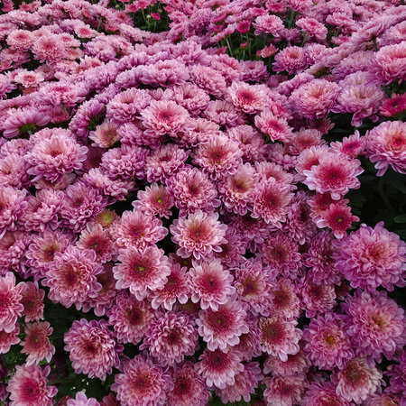Pink chrysanthemums in full bloom in the garden.の写真素材
