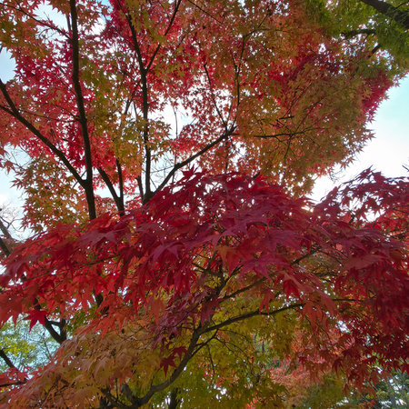Maple tree with red leaves during autumn season in Tokyo, Japan.の写真素材