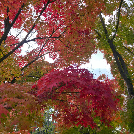 Maple tree with red and orange leaves in autumn, Japan.の写真素材