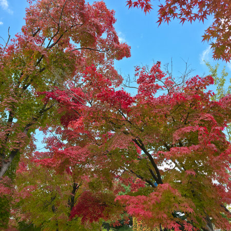 Maple leaves in autumn season with blue sky background, Japan.の写真素材