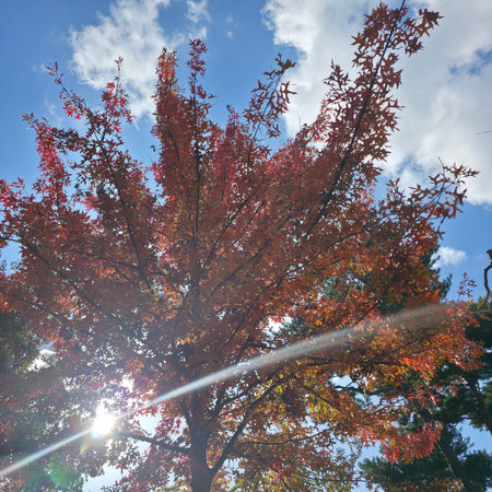Autumn leaves on blue sky background with sun rays and lens flareの写真素材
