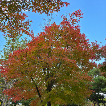 Maple tree with red leaves in autumn season, Kyoto, Japanの写真素材