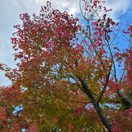 Maple tree with red and yellow leaves in autumn season with blue sky backgroundの写真素材
