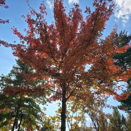 Autumn leaves on a tree against the blue sky in the parkの写真素材