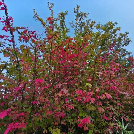 Colorful autumn leaves on the branches of a tree in the gardenの写真素材
