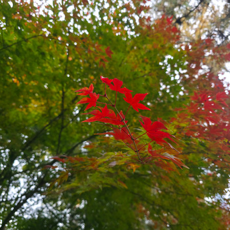 Red maple leaves in the autumn forest. Seasonal natural background.